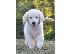 PoulaTo: Τα κουτάβια Golden Retriever είναι διαθέσιμα